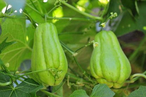 佛手瓜的瓜心可以吃吗,可食用之谜揭晓